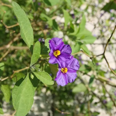 Koclu Konagi 게스트하우스