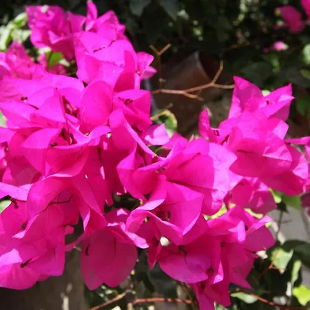 Gæstehus Koclu Konagi 4*