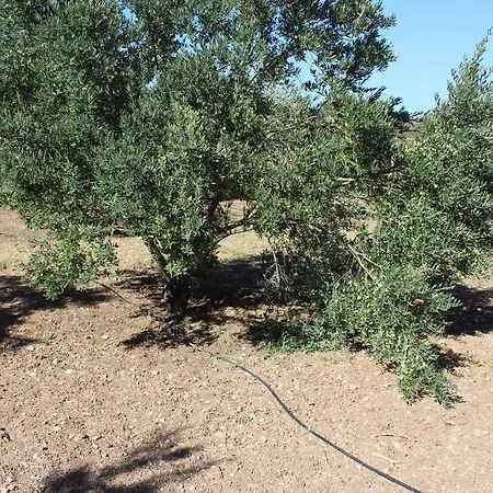 Koclu Konagi Gæstehus Alaçatı