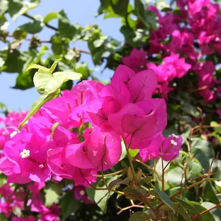 Penzion Koclu Konagi 4*