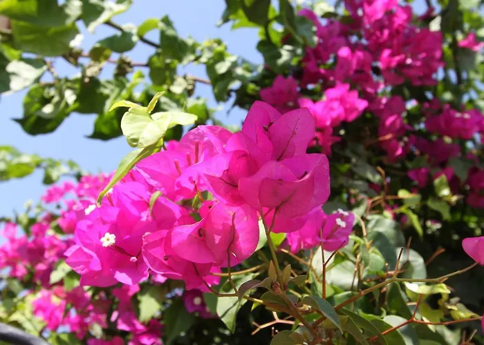 Maison d'hôtes Koclu Konagi 4*