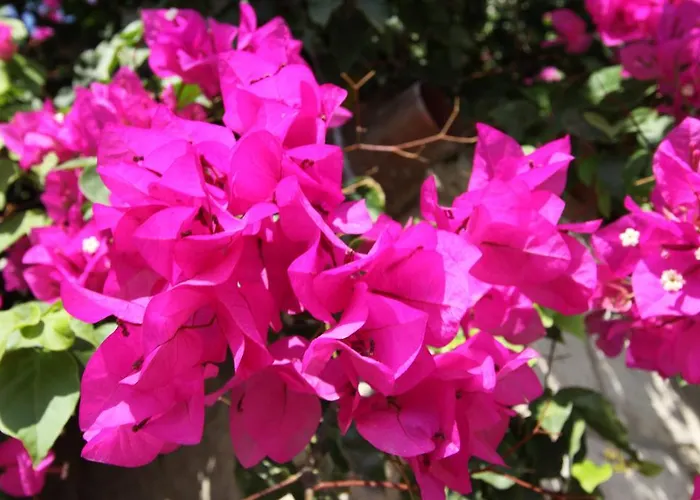 Maison d'hôtes Koclu Konagi 4*