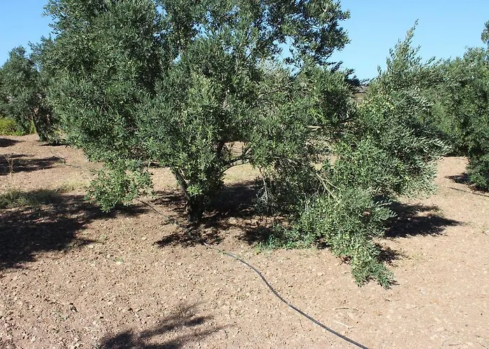 Koclu Konagi Maison d'hôtes Alaçatı